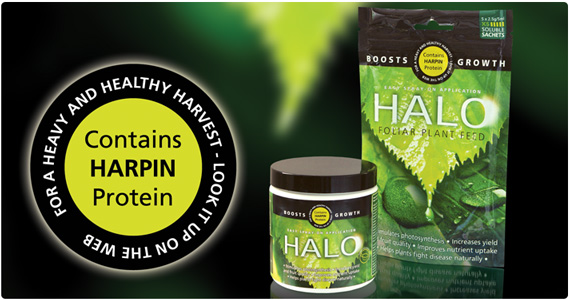 HALO Harpin protein