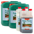 Canna Aqua Flores